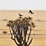 Baum 2 Vögel Namibia c21-1724-col +7Nambiafotos