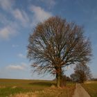 Baum 22.01.2006