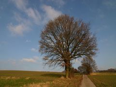 Baum 22.01.2006