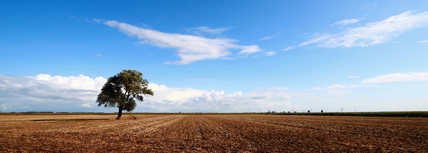 *Baum* 23082014