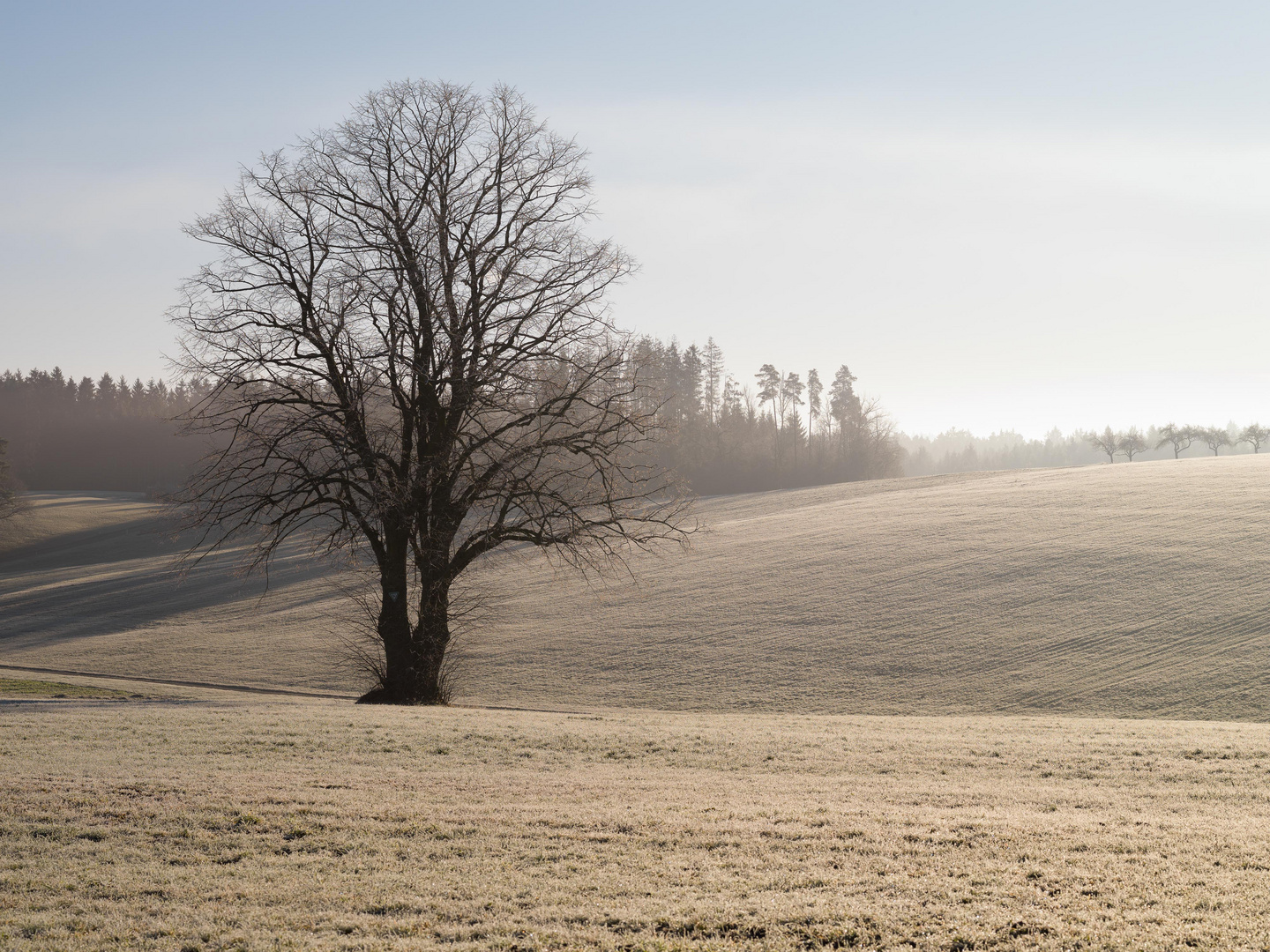 Baum