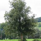 Baum 39