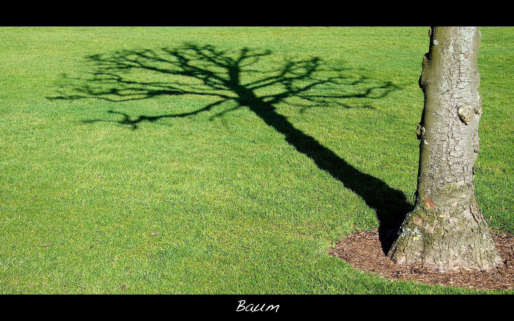 Baum