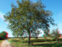 Baum 3D Herbst 2010