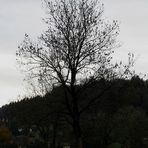 Baum 47