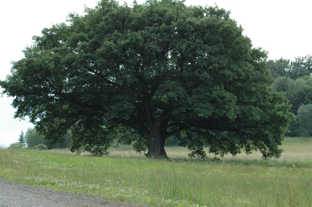 baum