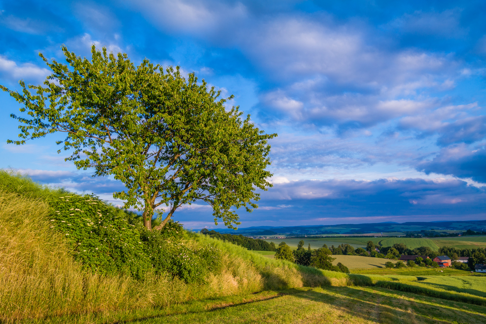 Baum