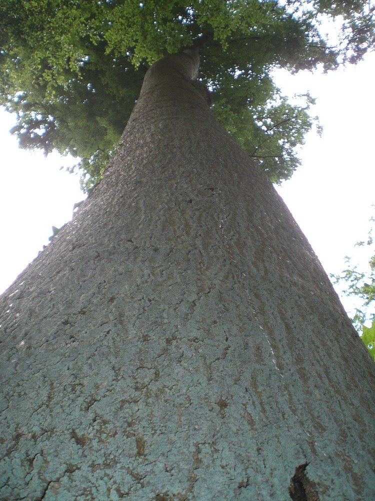 Baum