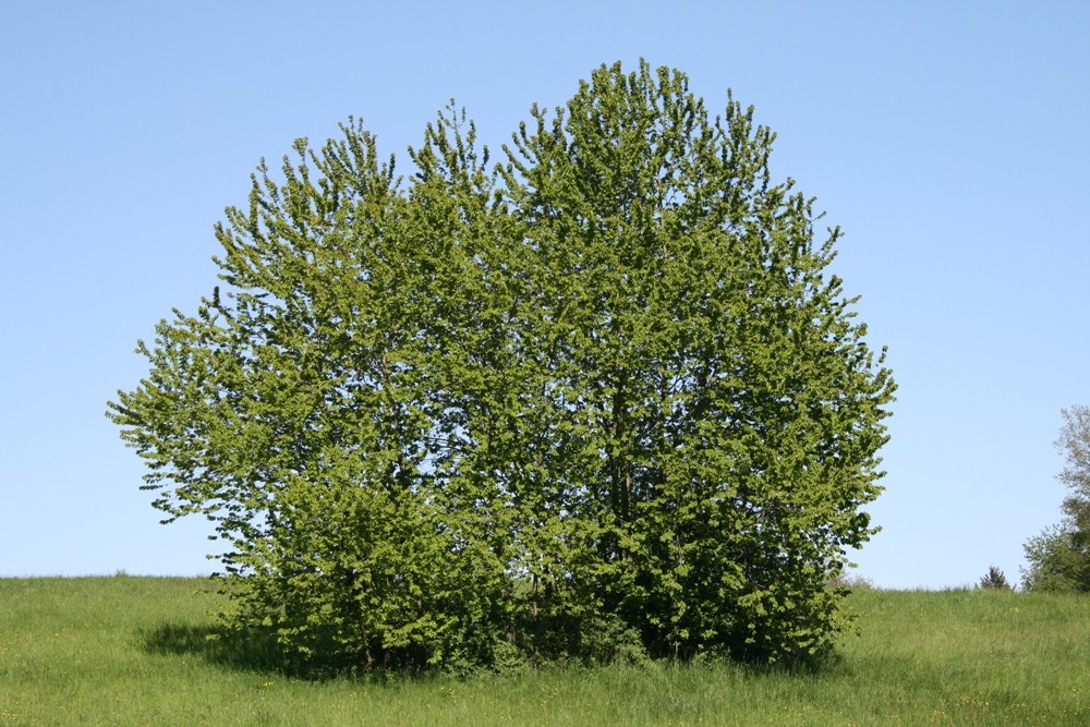 Baum