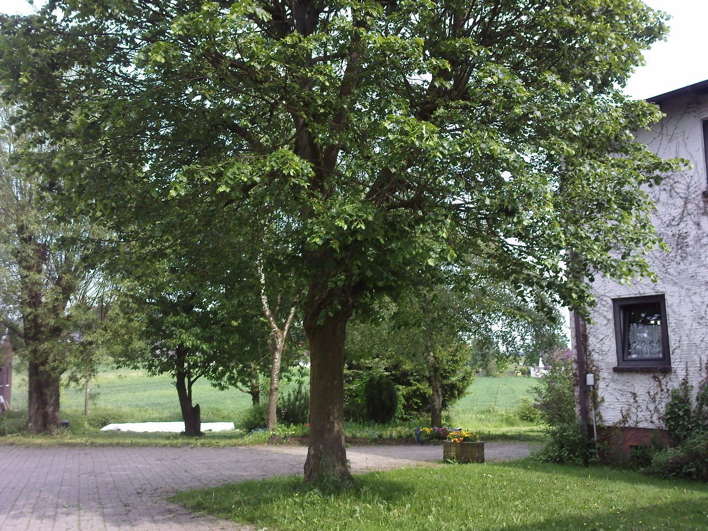 Baum