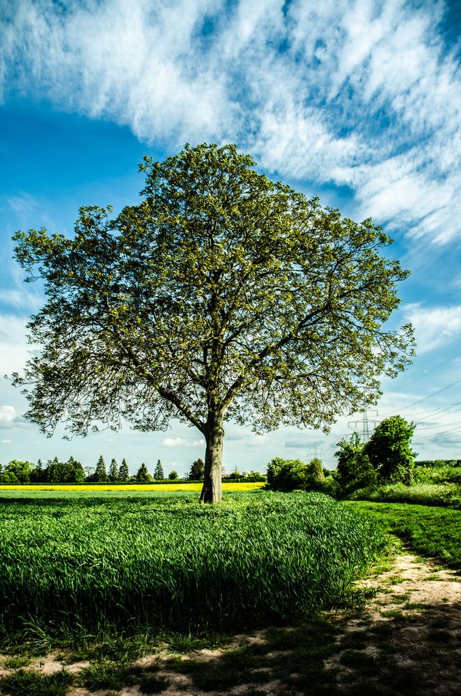Baum Foto & Bild | pflanzen, pilze & flechten, bäume, motive Bilder auf