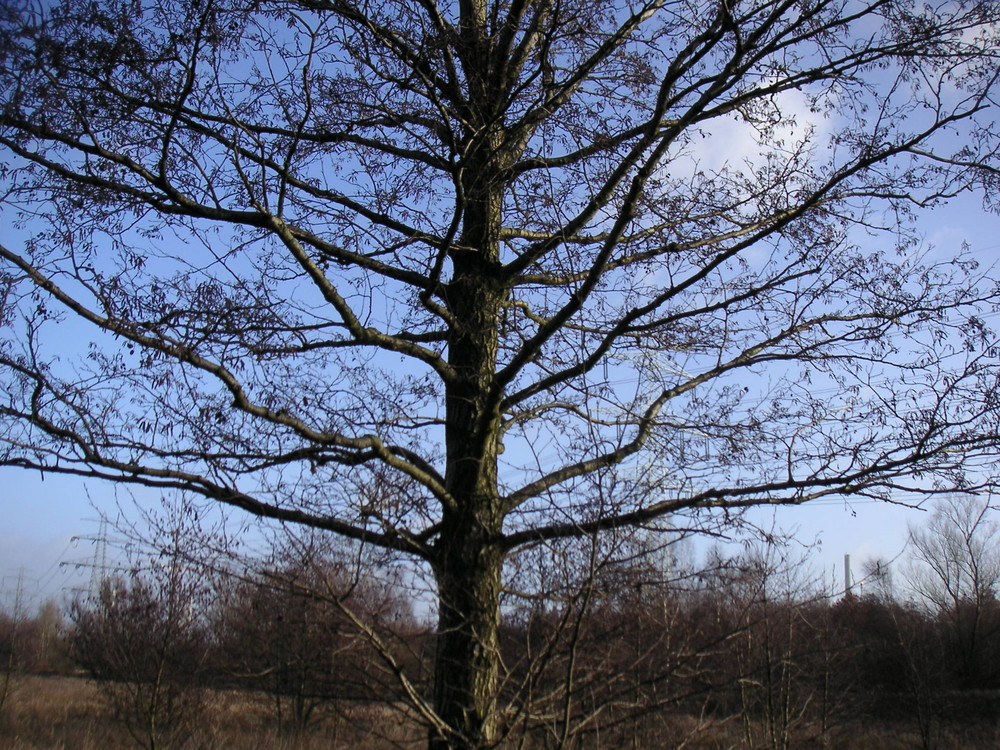 Baum