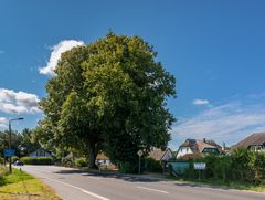Baum 94 (1)