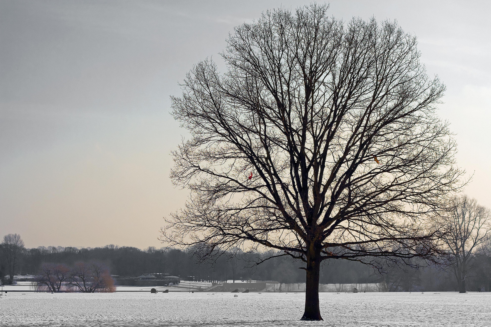 Baum