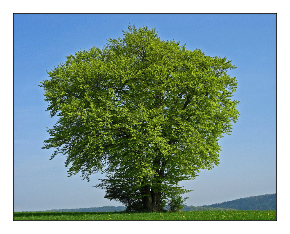 Baum