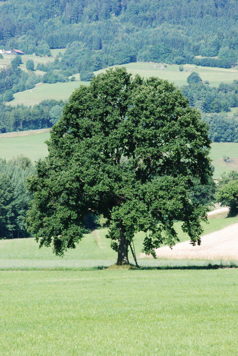 Baum