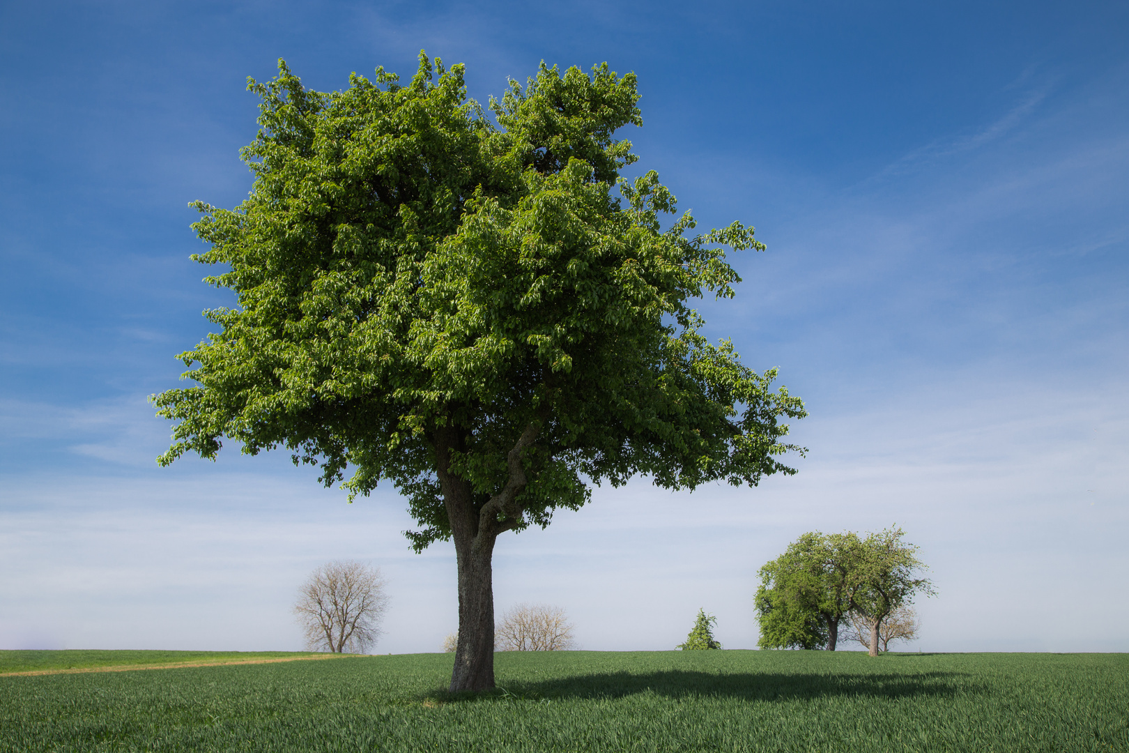Baum Foto & Bild landschaft, jahreszeiten, baum Bilder auf