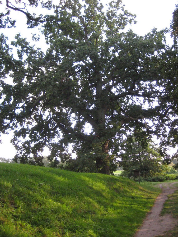 Baum