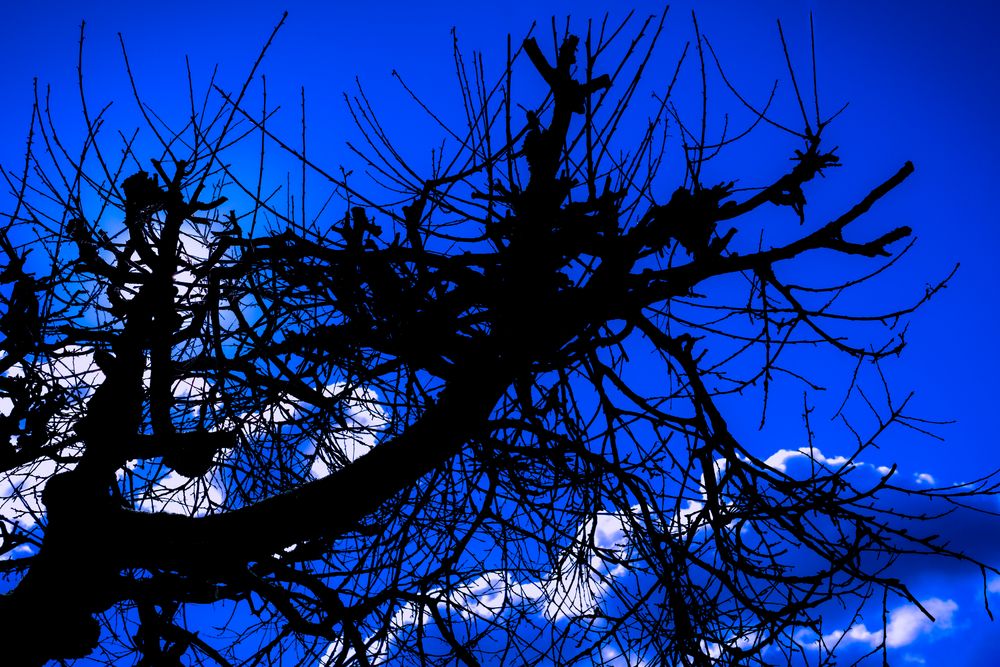 Baum , Äste , verfremdet Foto & Bild bäume, natur, landschaft Bilder