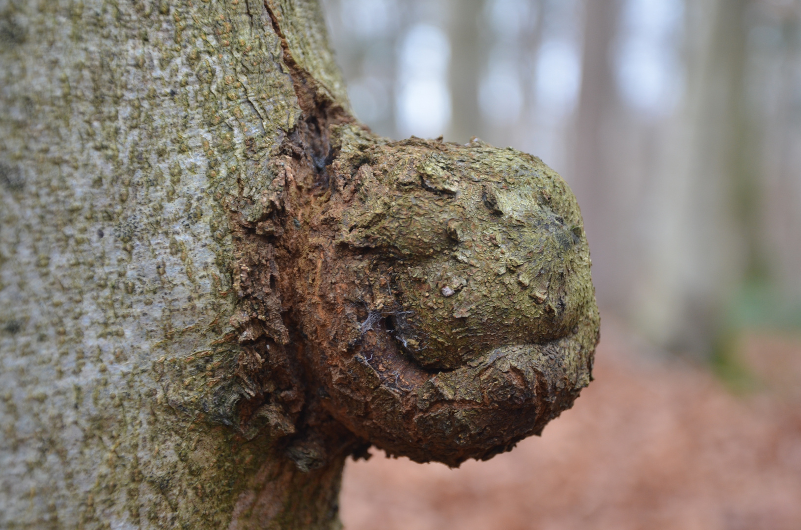 Baum aka Schildkröte