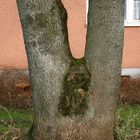Baum-Akt | Tree Nude