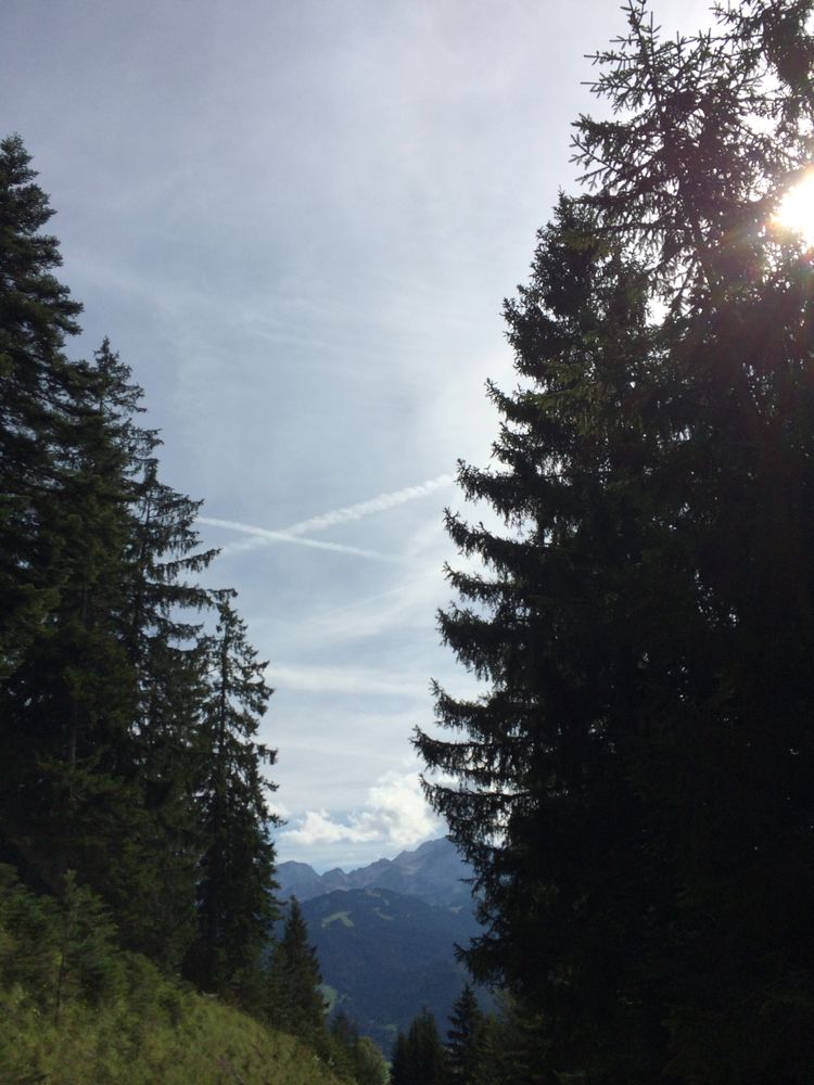 Baum Alle mit Berglandschaft