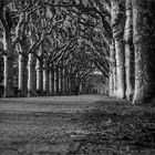 Baum-Allee