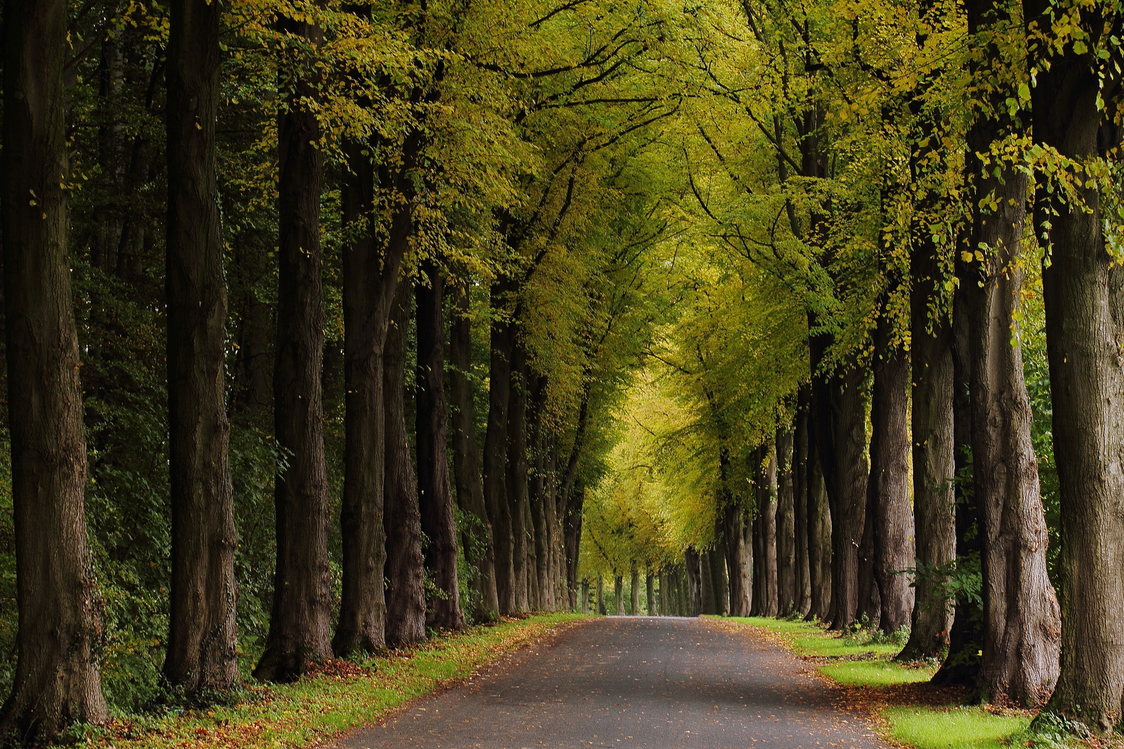 Baum - Allee