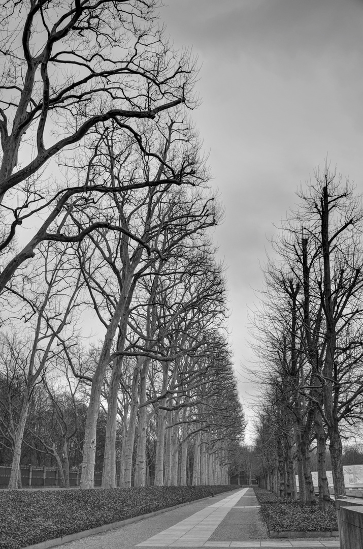 Baum Allee