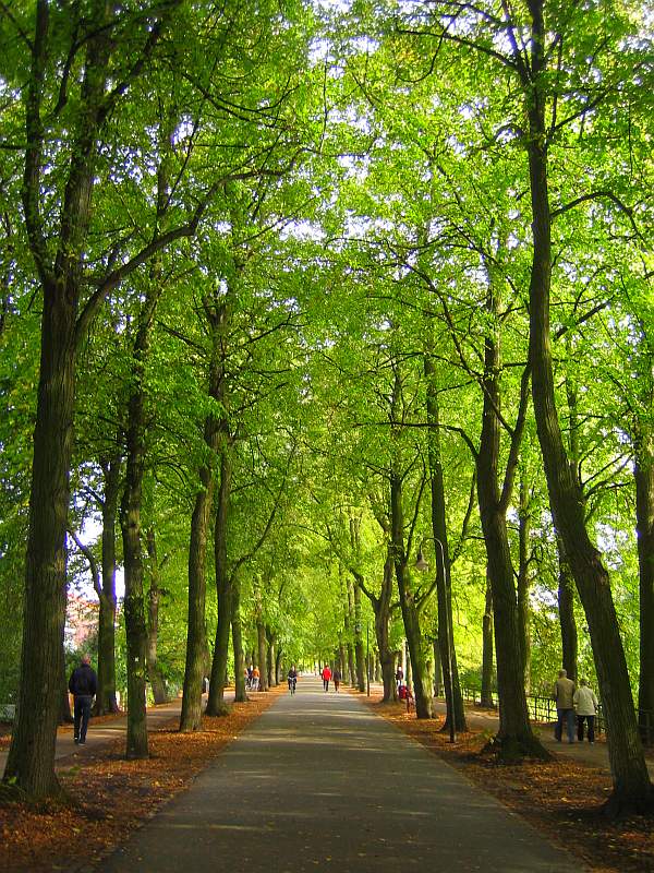 Baum-Allee