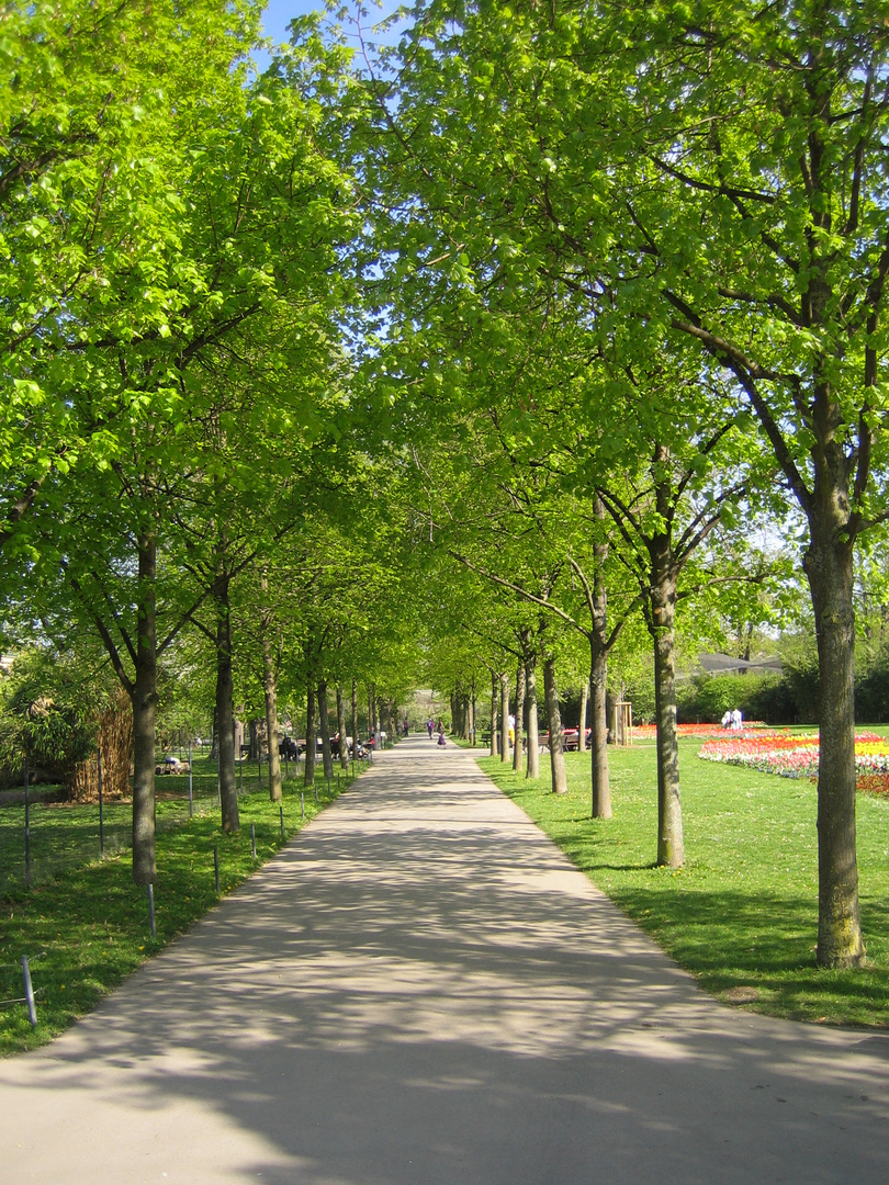 Baum - Allee im Park - es grünt so grün ...