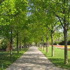 Baum - Allee im Park - es grünt so grün ...