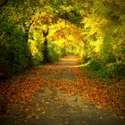 Baum-Allee in herbstlicher Stimmung - Soester Börde