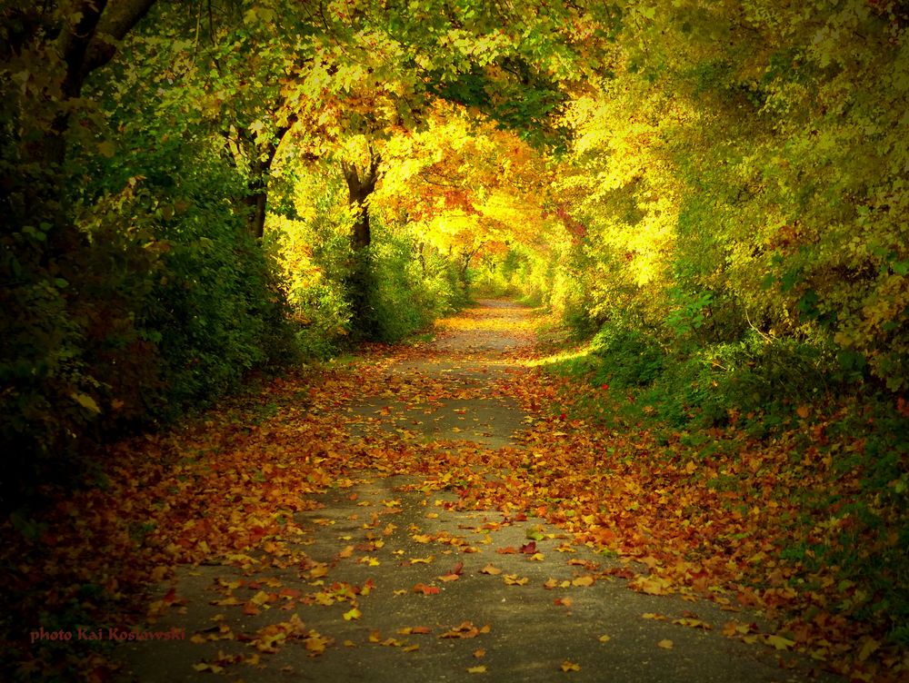 Baum-Allee in herbstlicher Stimmung - Soester Börde