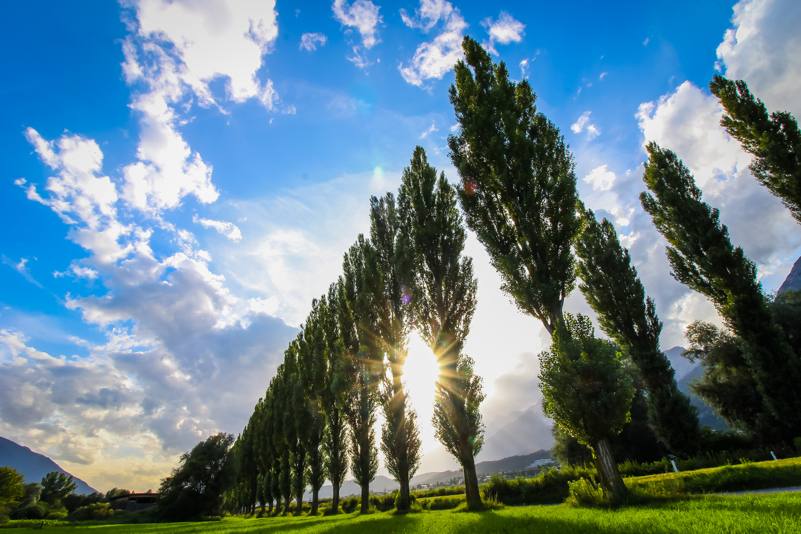 Baum Allee in Tirol