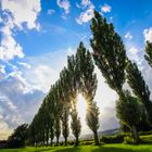 Baum Allee in Tirol