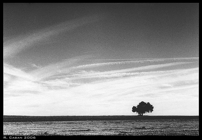 Baum allein auf weiter Flur