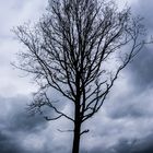 Baum alleine im Schlachtfeld