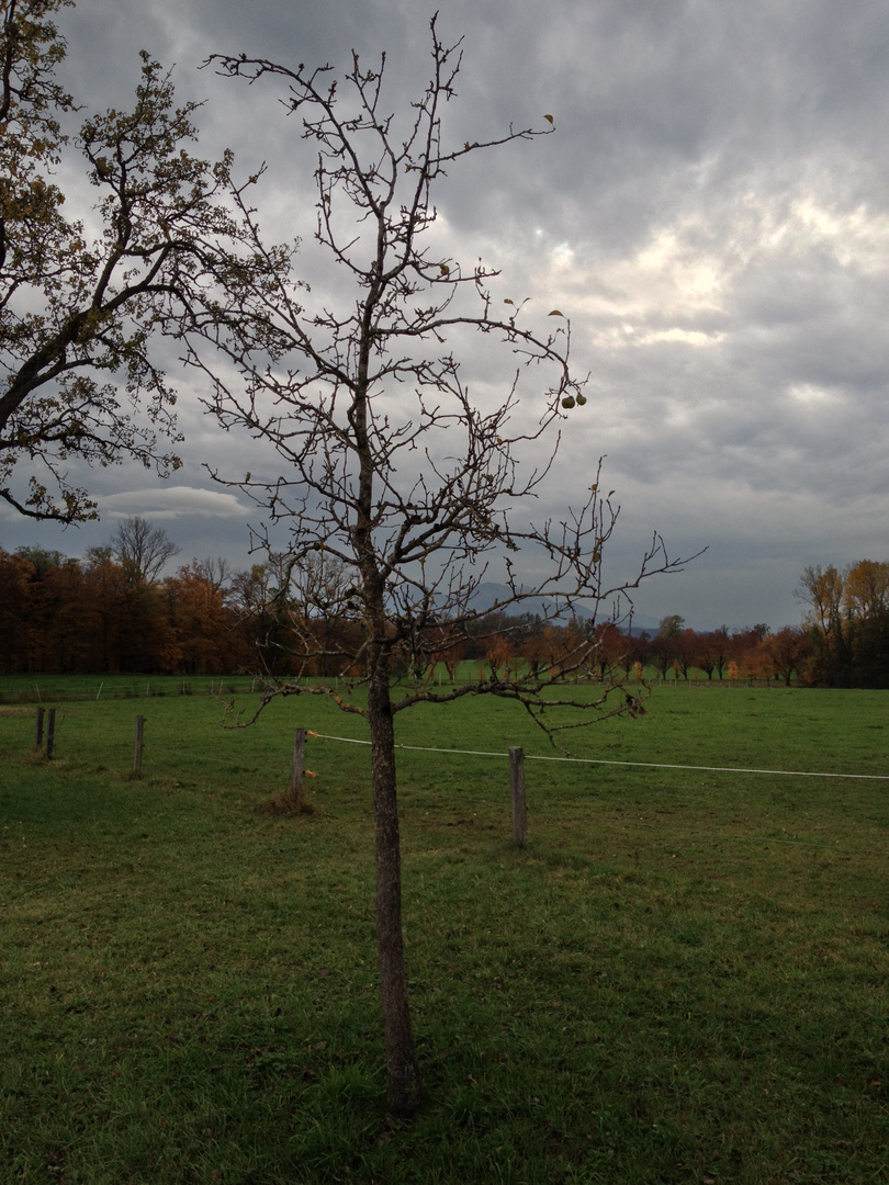 Baum, alleine, vor dem Regen