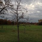 Baum, alleine, vor dem Regen