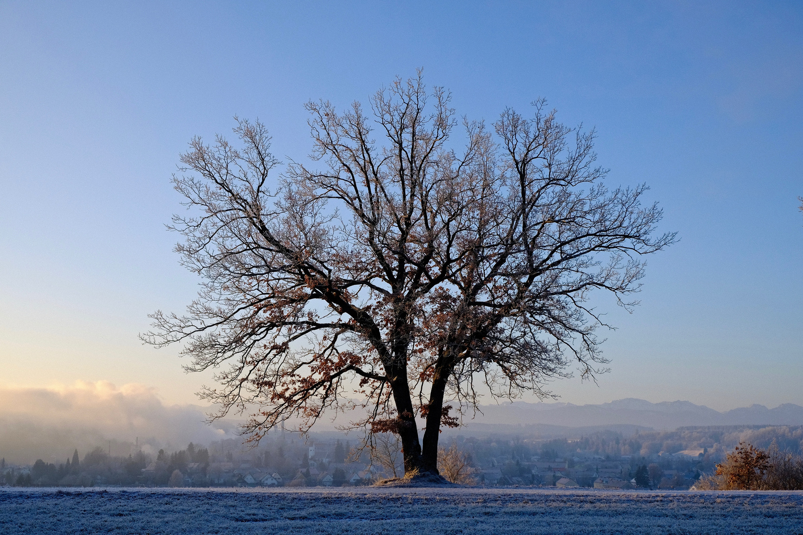 Baum, alleinstehend. 