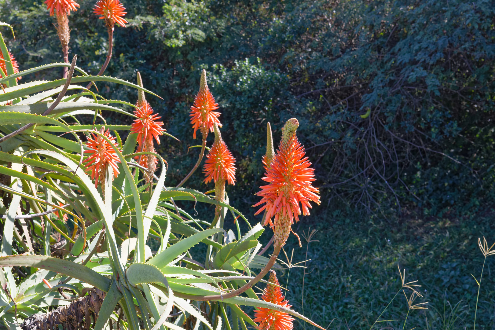 Baum Aloe