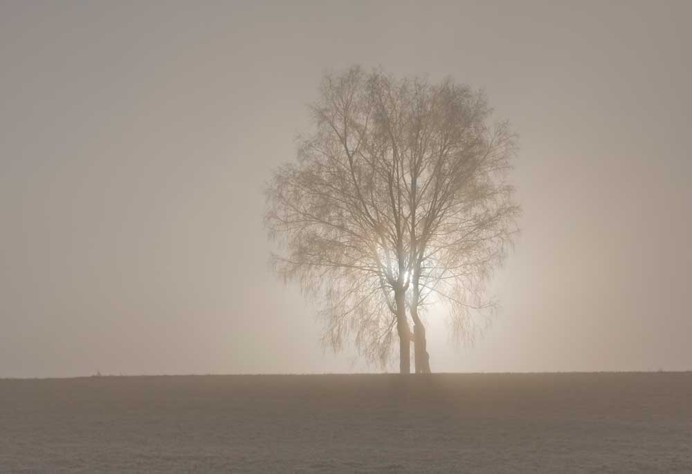 Baum am Abend