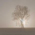 Baum am Abend