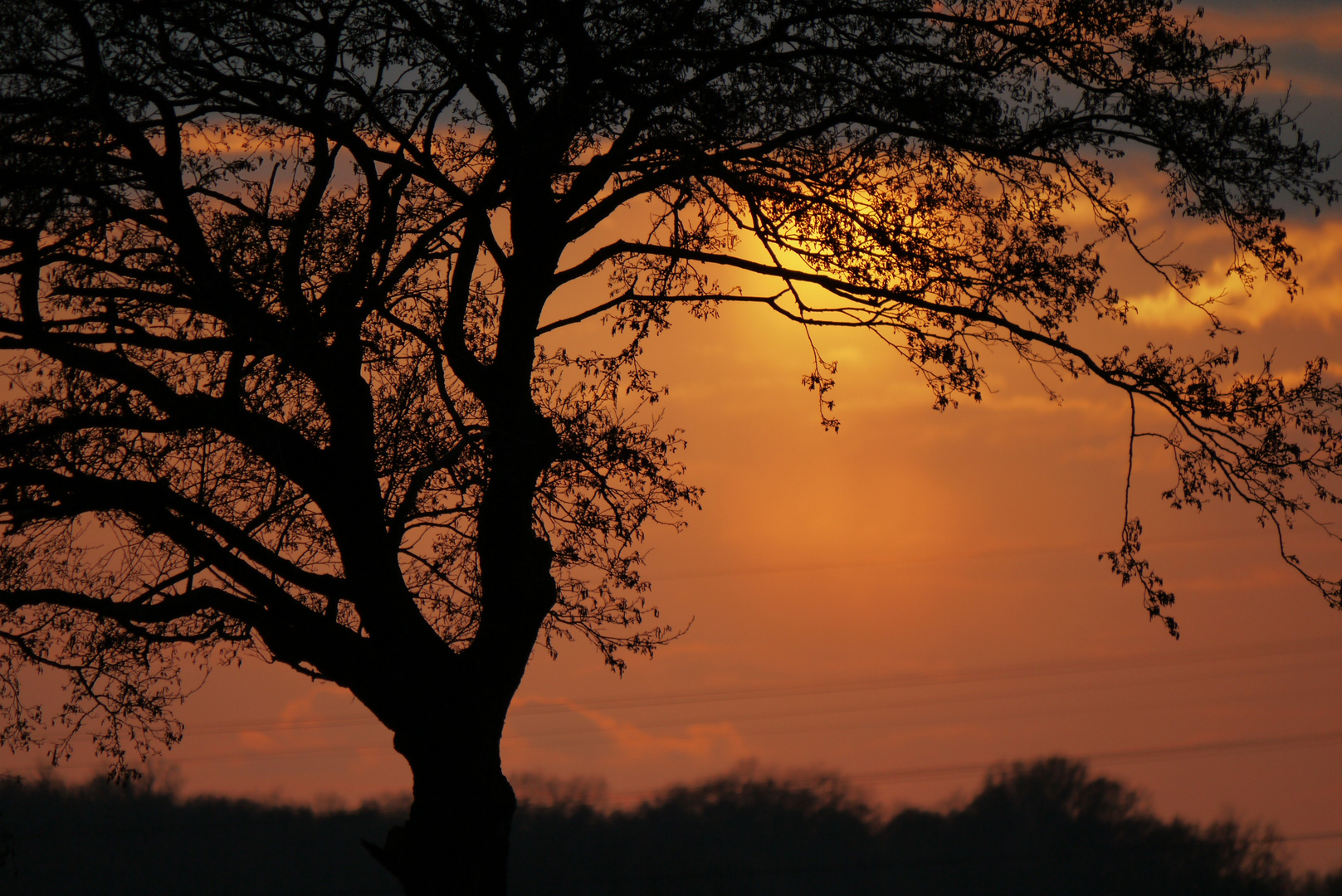 Baum am Abend