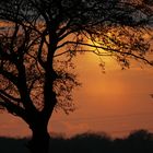 Baum am Abend