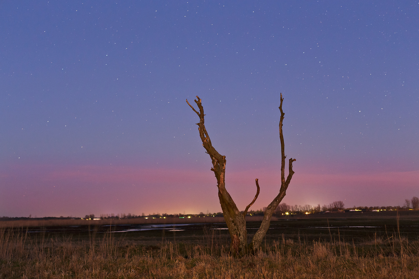 Baum am Abend