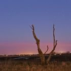 Baum am Abend