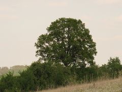 Baum am Abend