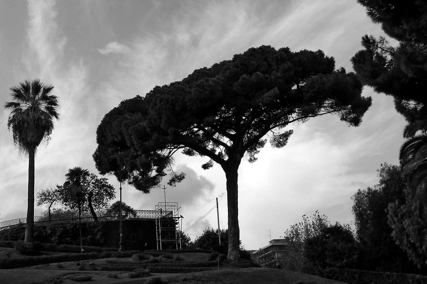 Baum am Abend